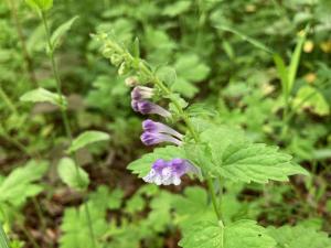 ヤマタツナミソウの花の写真