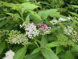 シモツケの花の写真　花は白色、一部淡い紅色の花が混在しています