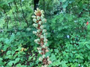 ヌスビノアシ　別名オニノヤガラの花の写真