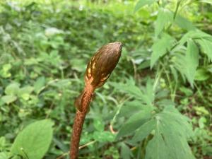 ヌスビトノアシの芽生えの様子の写真