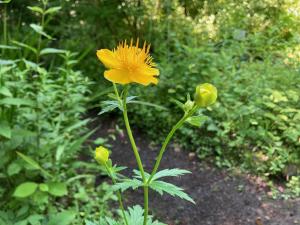 シナノキンバイソウの花の写真