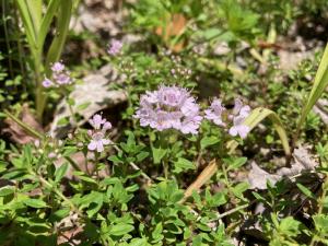 イブキジャコウソウの花の写真