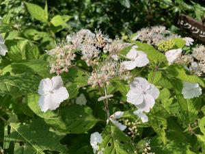 ヤマアジサイの一園芸品種の花の写真