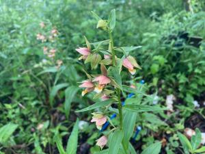 カキランの花の写真