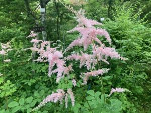 ウスベニトリアシショウマの花の写真