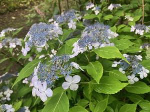 ヤマアジサイの一園芸品種の花の写真