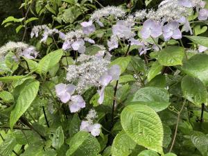 ヤマアジサイの一園芸品種の花の写真