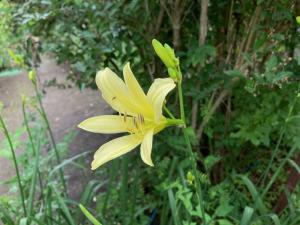 ユウスゲの花が咲き始めました。