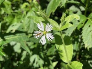 エゾオオヤマハコベの花の写真