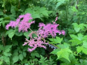 アカバナシモツケソウの花の写真