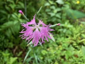 エゾカワラナデシコの花の写真