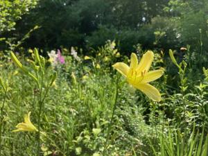 ユウスゲの花の写真