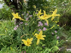 ユウスゲの花の写真