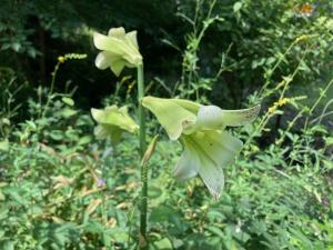 ウバユリの花の写真