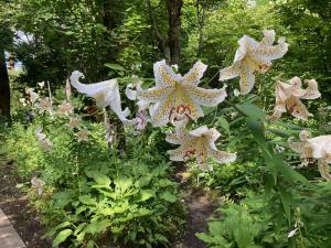 ヤマユリの花の写真