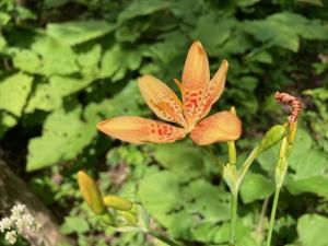 ヒオウギの花の写真