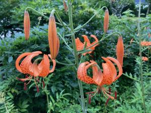 コオニユリの花の写真