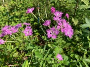 エゾカワラナデシコの花の写真