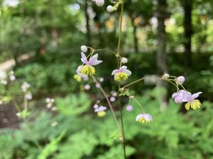シキンカラマツの花の写真
