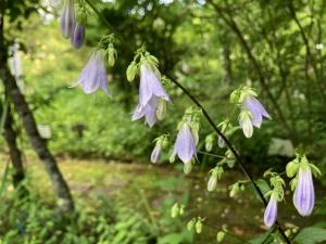 ソバナの花の写真
