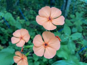 フシグロセンノウの花の写真