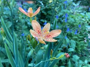 ヒオウギの花の写真