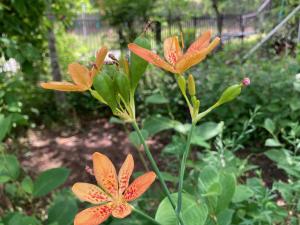 ヒオウギの花の写真