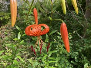 オニユリの花の写真