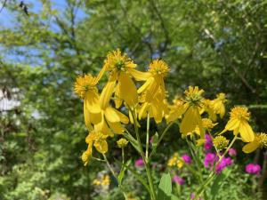 ハチミツソウの花の写真