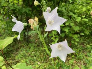 キキョウの花の写真　花の色はほぼ白色