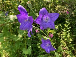キキョウの花の写真　花の色は青紫色
