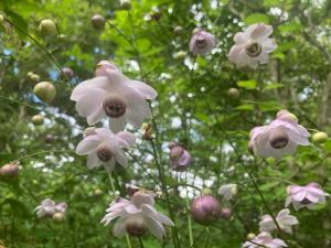 レンゲショウマの花の写真