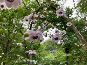 レンゲショウマの花の写真