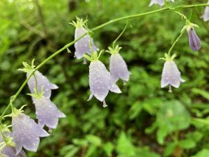 フクシマシャジンの花の写真