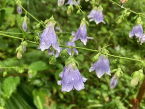 ソバナの花の写真