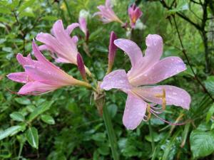 ナツズイセンの花の写真