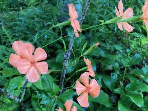 フシグロセンノウの花の写真