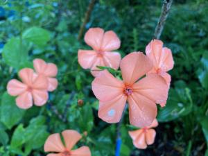 フシグロセンノウの花の写真