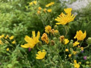 ヤナギタンポポの花の写真