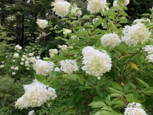 ミナヅキの花の写真