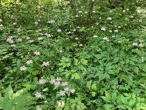 レンゲショウマの花が群生している写真