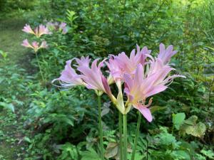 ナツズイセンの花の写真