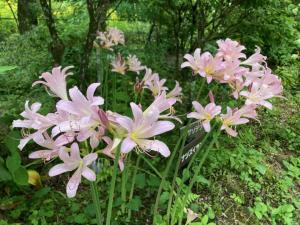 ナツズイセンの花の写真