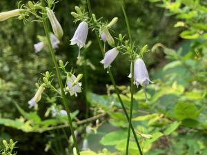 ツリガネニンジンの花の写真