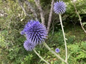 ヒゴタイの花の写真