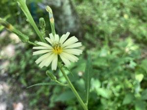アキノノゲシの花の写真