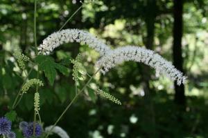 サラシナショウマの花の写真