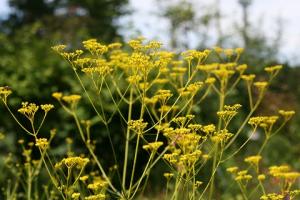 オミナエシの花の写真