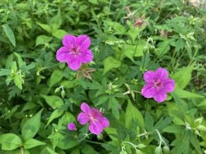 アサマフウロの花の写真