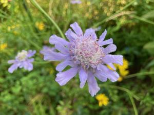 マツムシソウの花の写真
